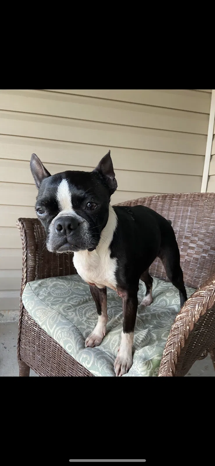 Lost dog in Moore, SC, 29369