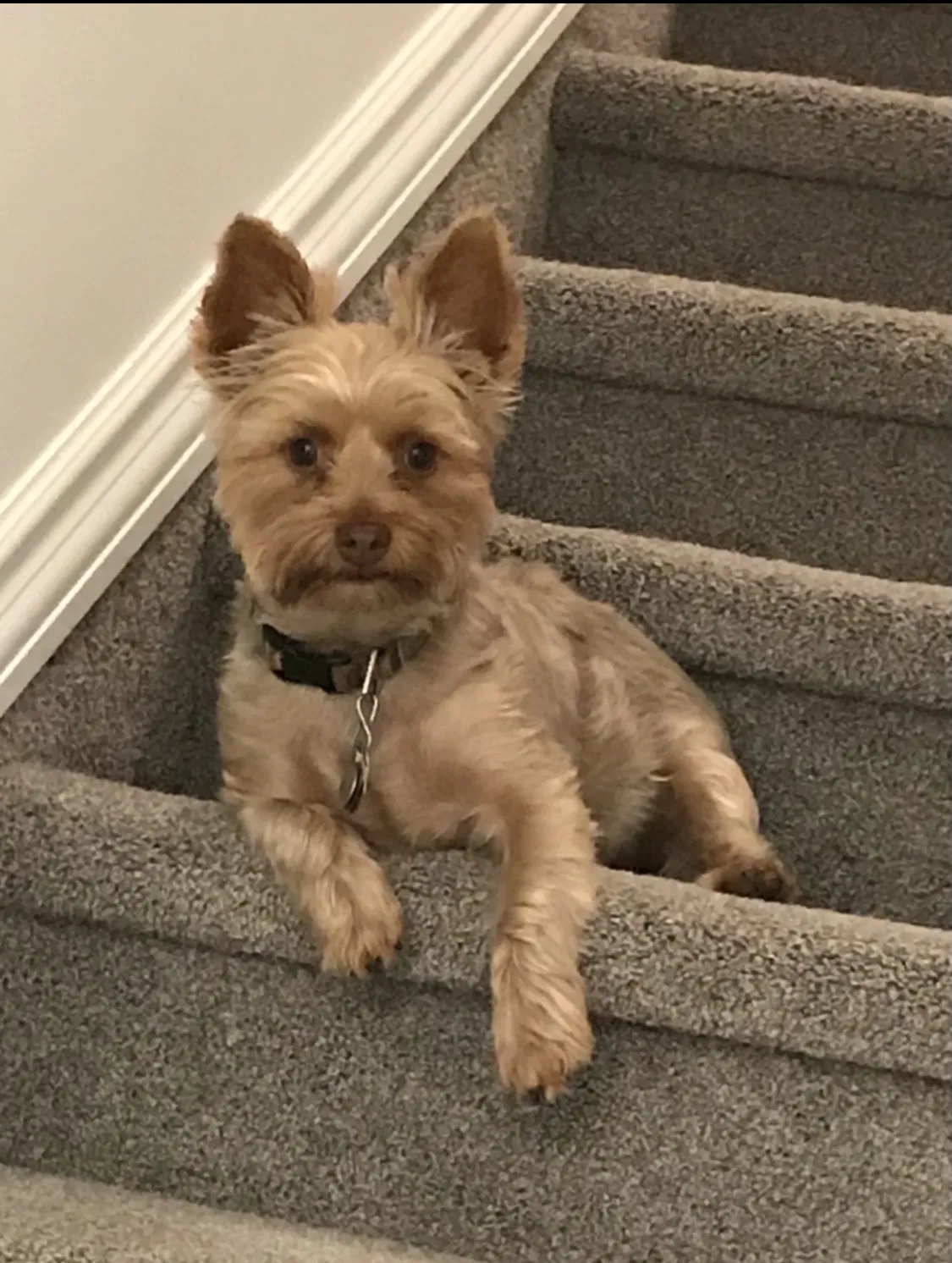 Lost dog in Colorado Springs, CO, 80906