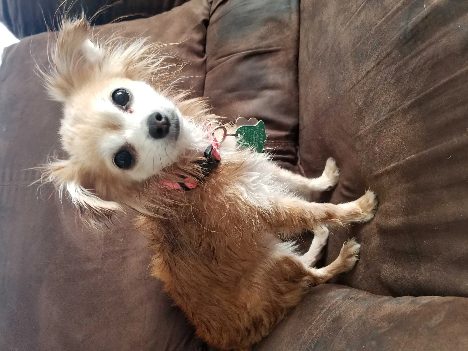 Lost dog in Beaver Dam, WI, 53916