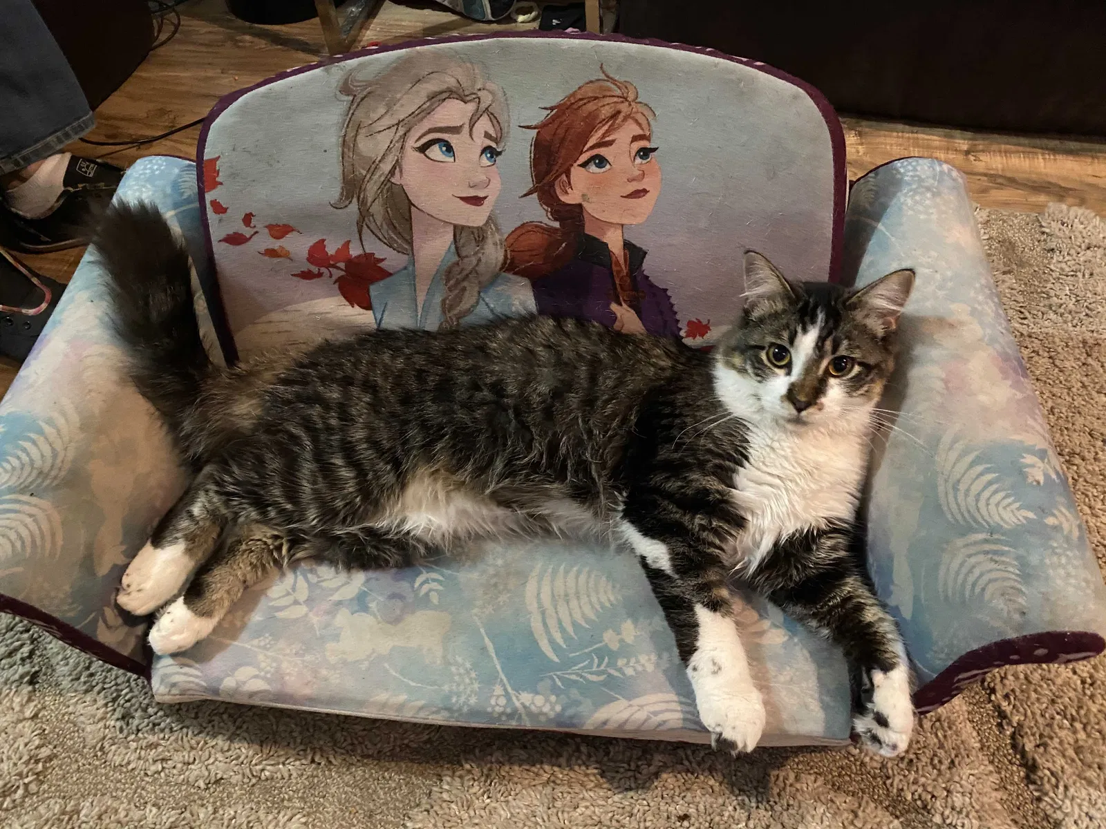 Lost cat in Brighton, CO, 80601