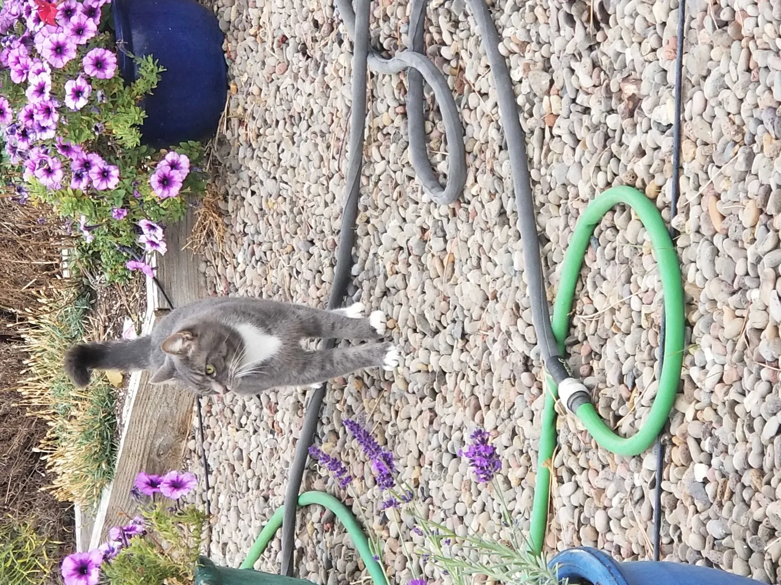 Lost cat in Salinas, CA, 93907