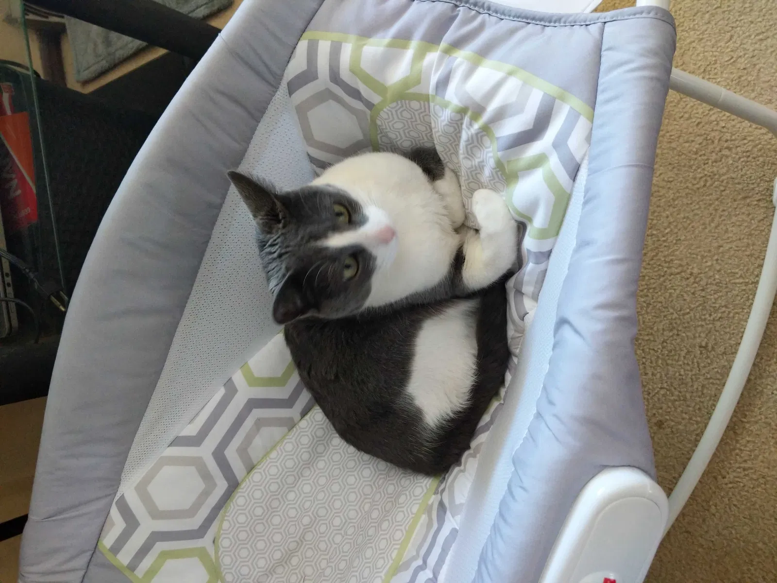 Lost cat in Denver, CO, 80260