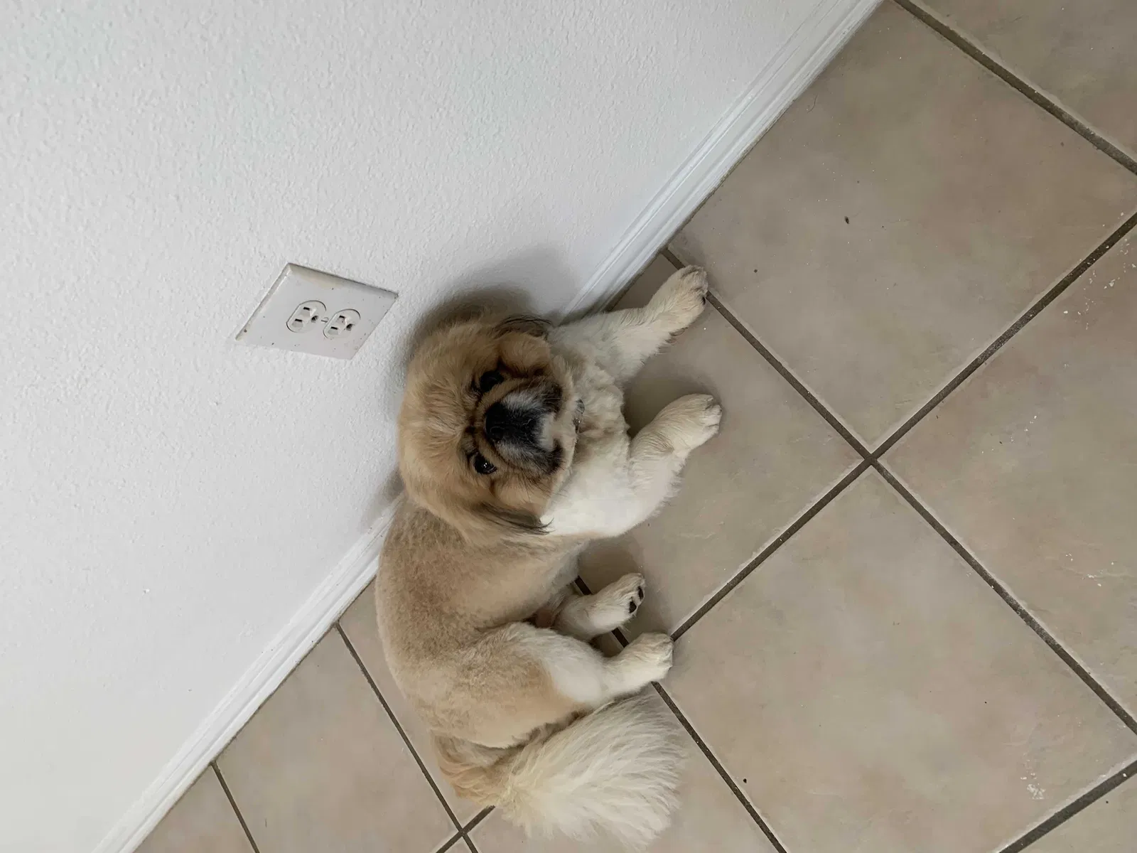 Lost dog in Gulfport, MS, 39507