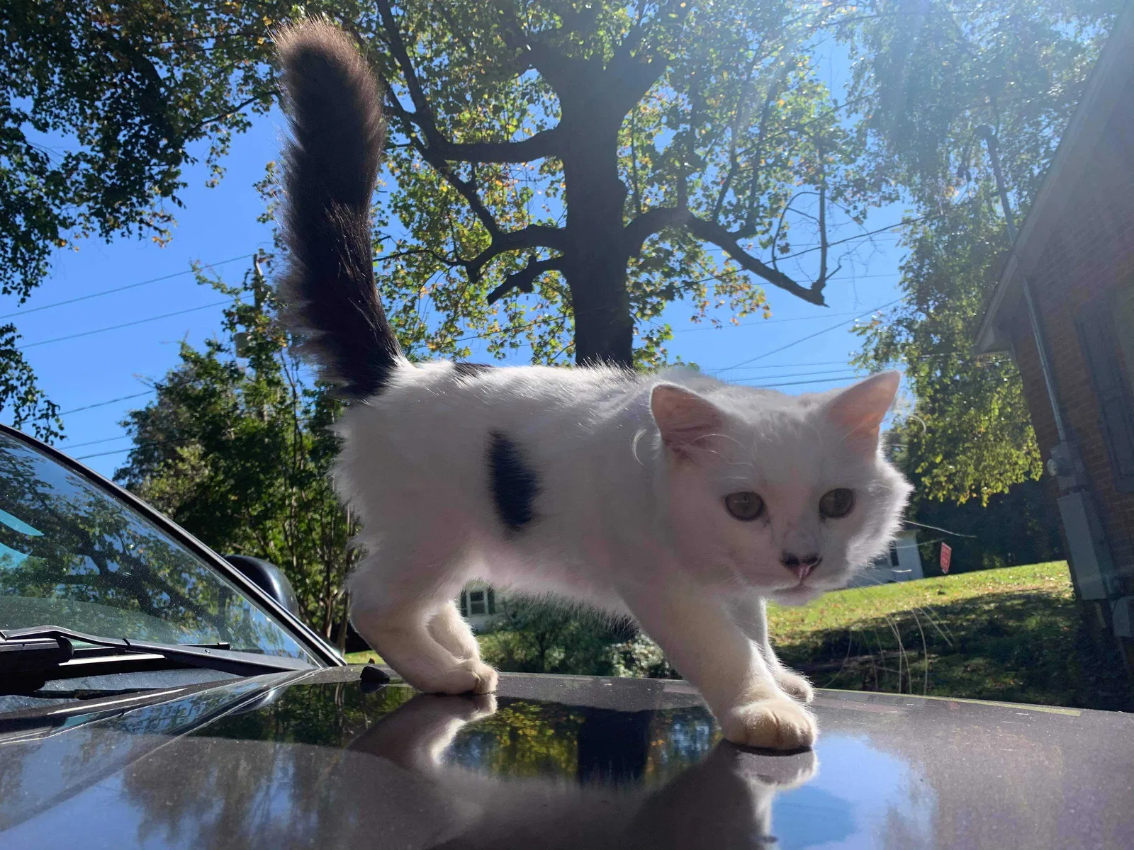 Lost cat in Gastonia, NC, 28054