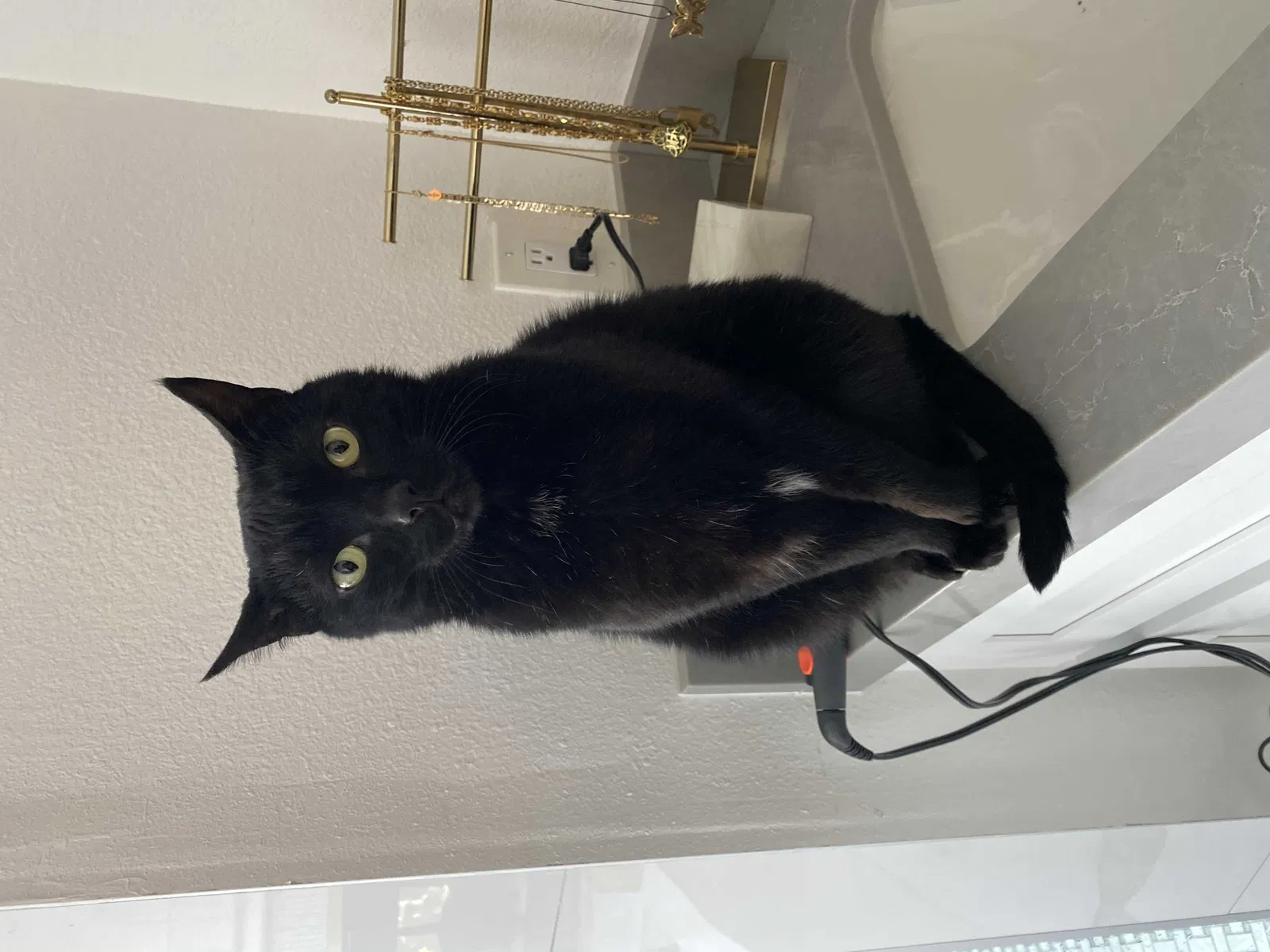 Lost cat in Mission Viejo, CA, 92692