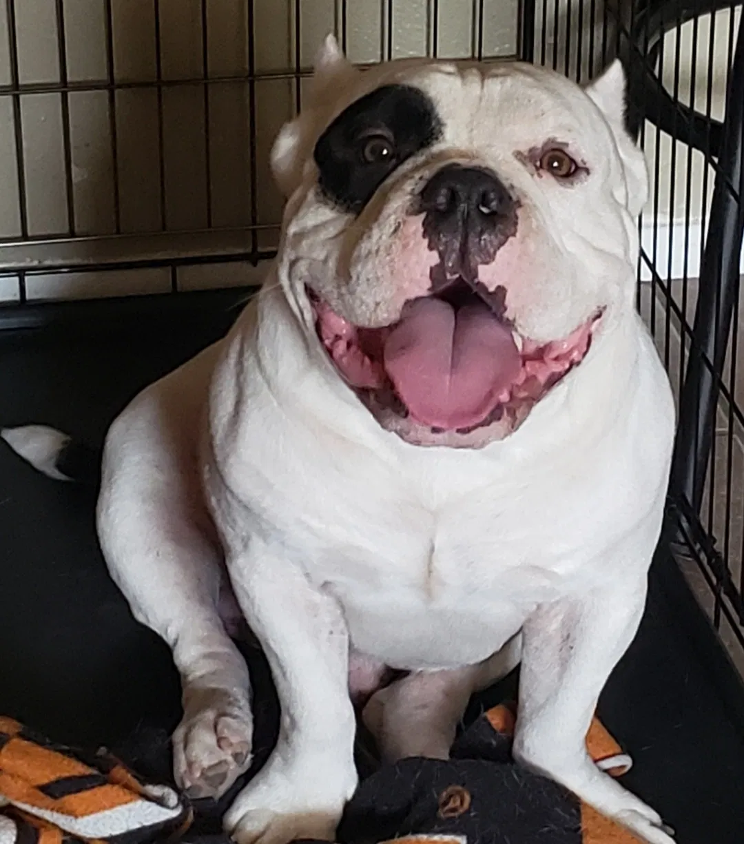 Lost dog in Corpus Christi, TX, 78413