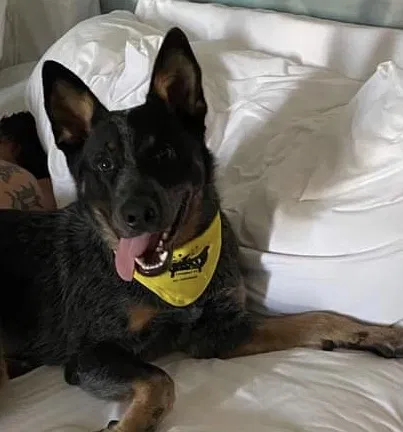 Lost dog in Midland, TX, 79705