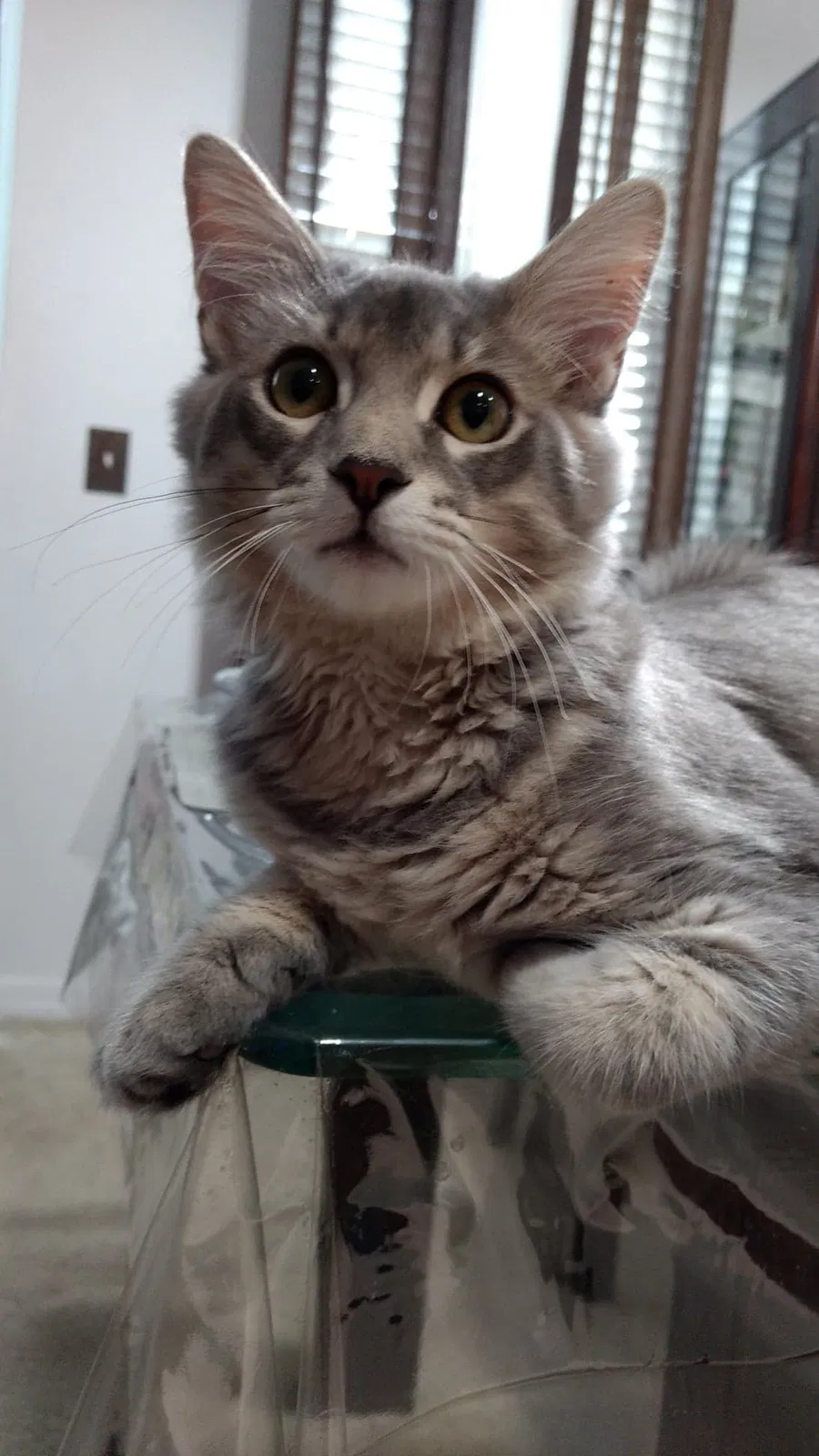 Lost cat in Casselberry, FL, 32707