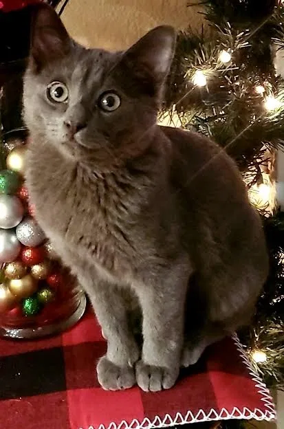 Lost cat in Mentone, CA, 92359