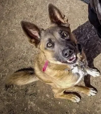 Lost dog in Loveland, CO, 80537