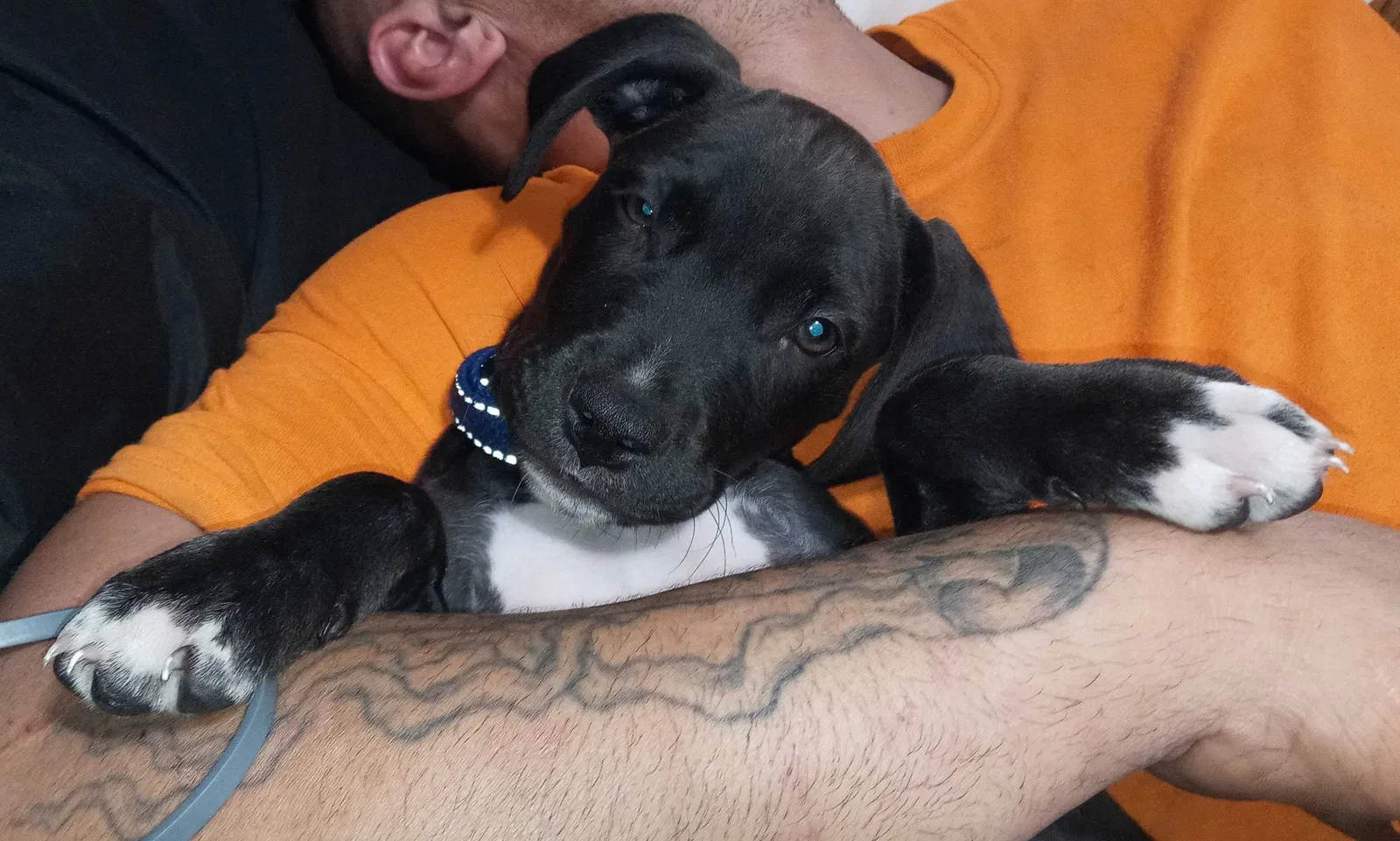 Lost dog in Riverview, FL, 33569