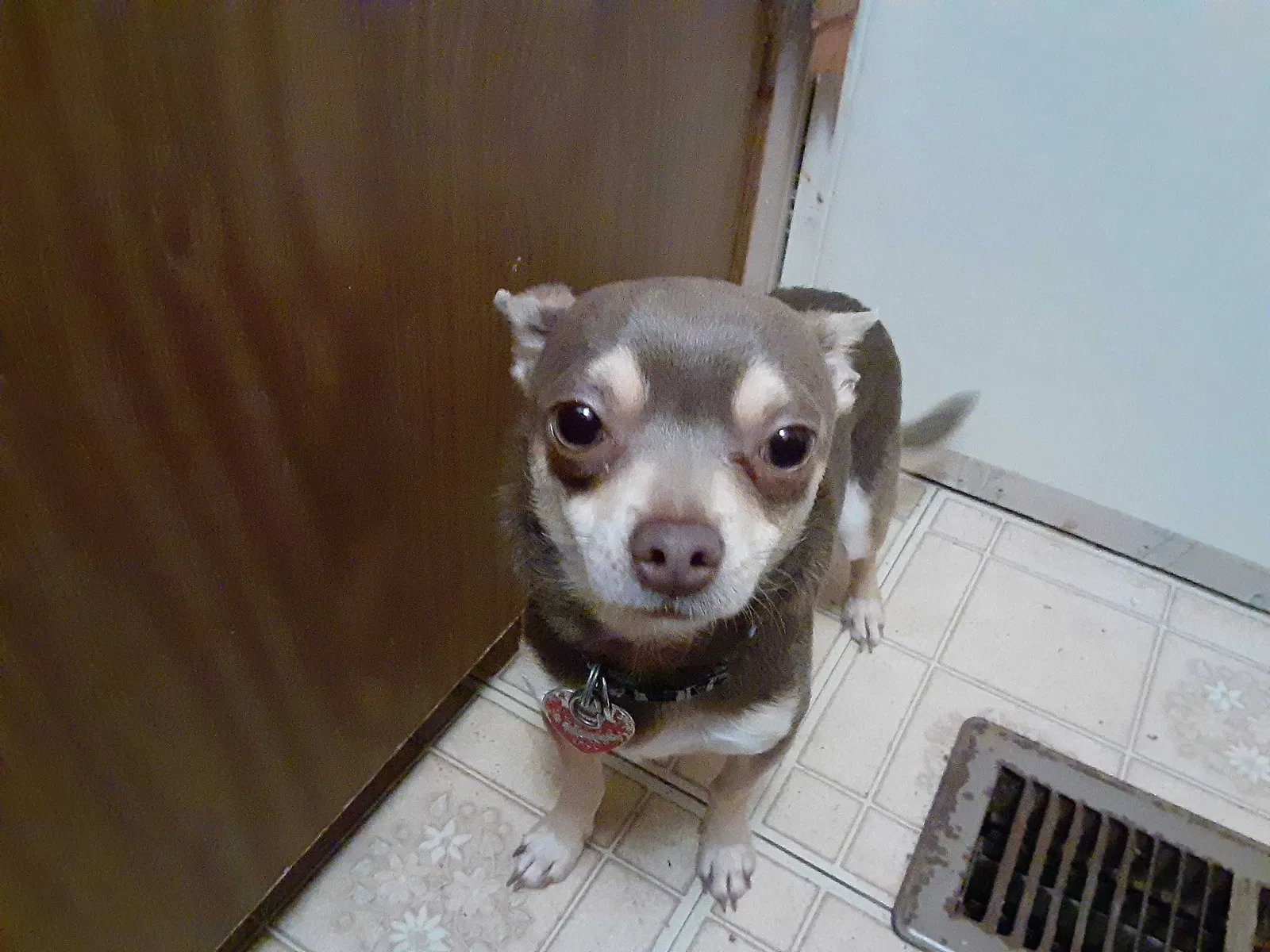 Lost dog in Gainesville, GA, 30506
