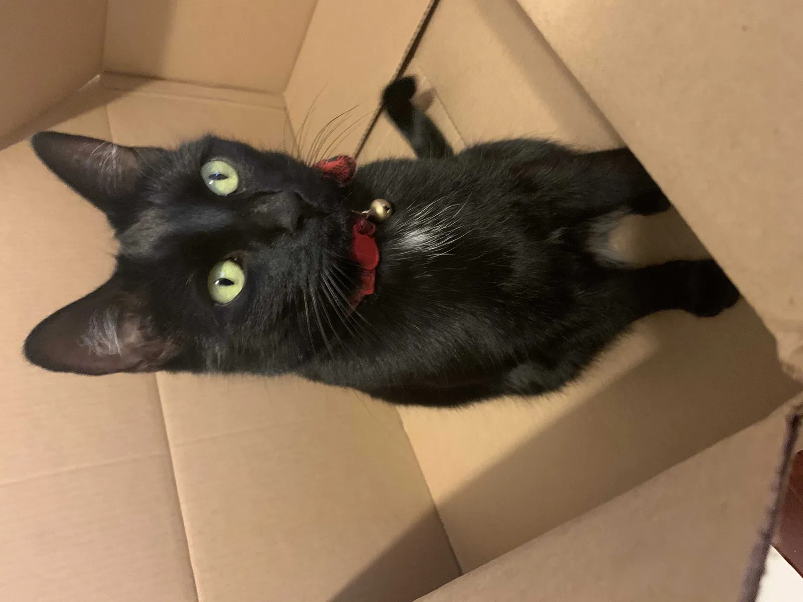 Lost cat in Fort Worth, TX, 76110