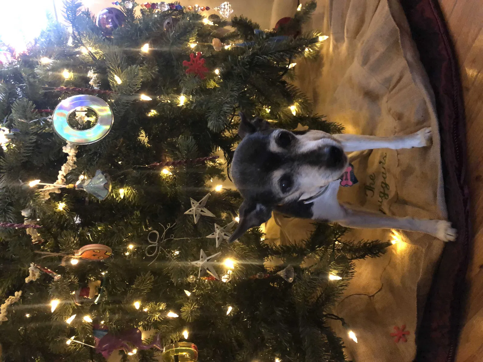 Lost dog in North Little Rock, AR, 72118