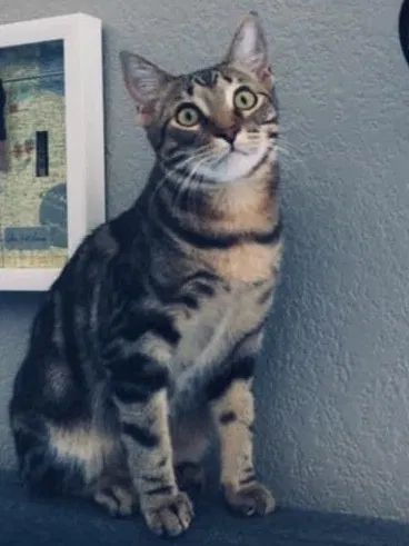 Lost cat in Phoenix, AZ, 85016