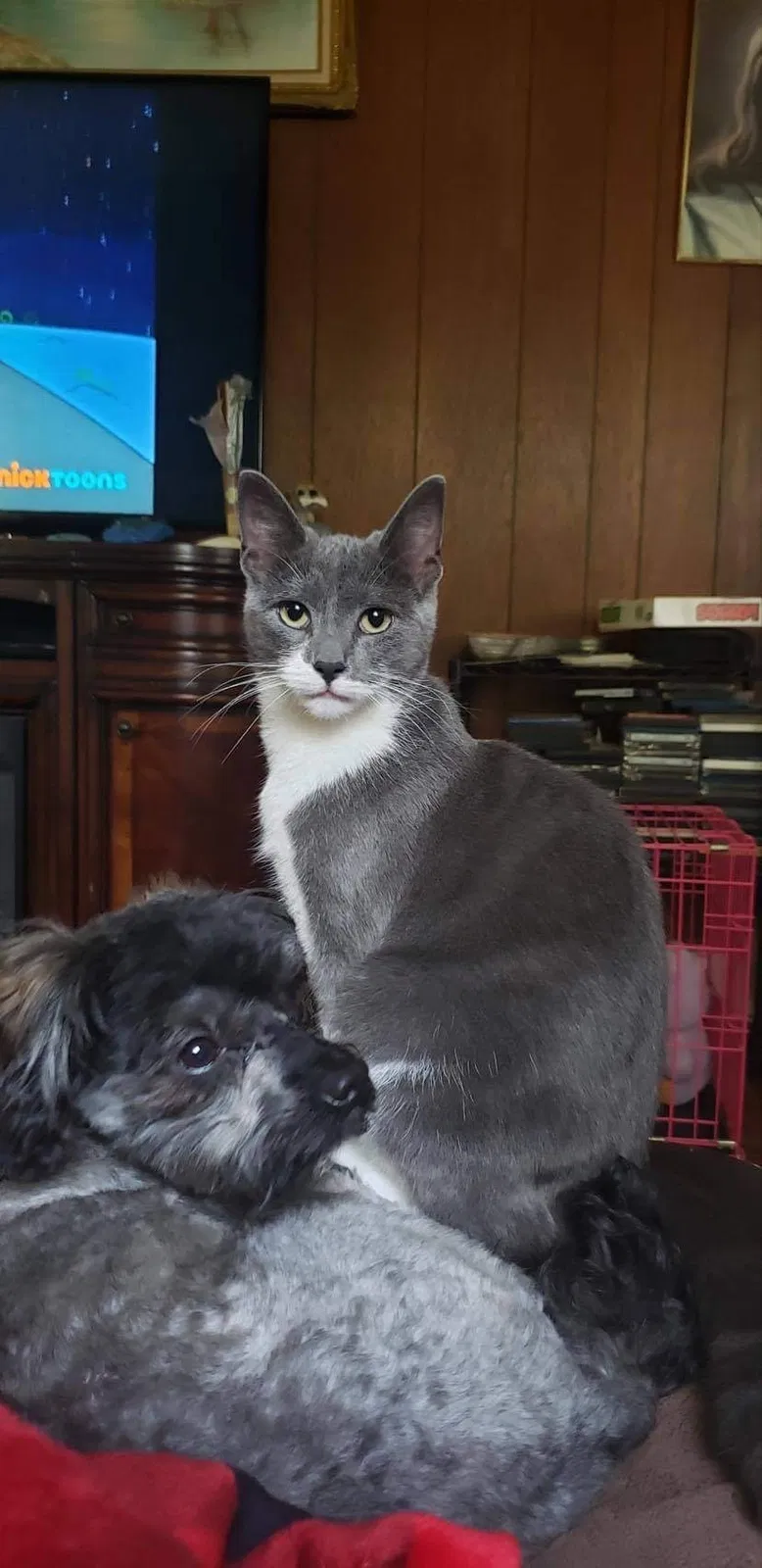 Lost cat in Gibsonville, NC, 27249