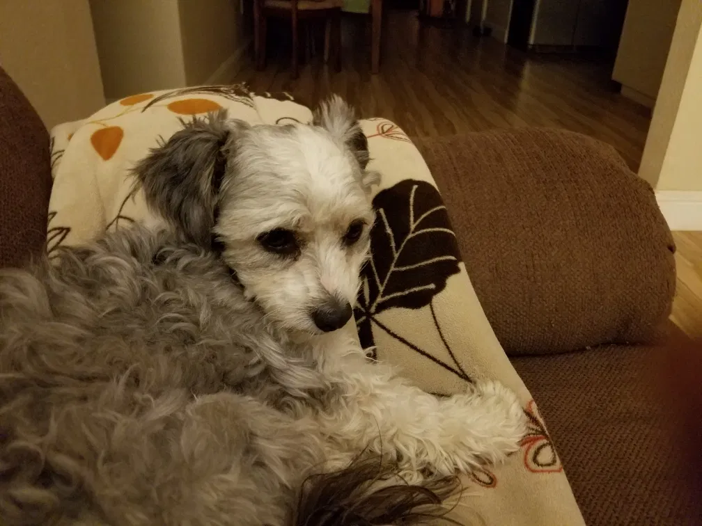 Lost dog in Bakersfield, CA, 93312