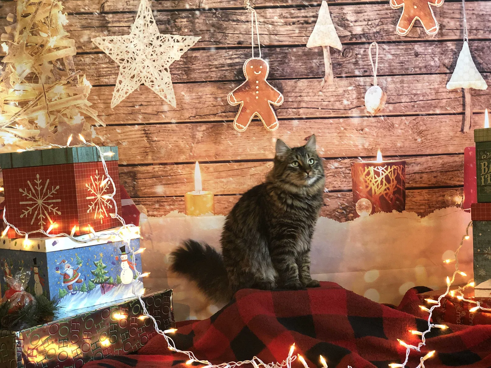 Lost cat in Salem, OR, 97305