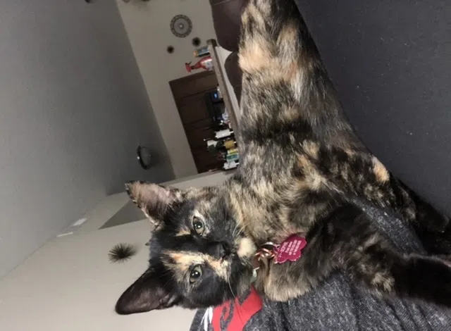 Lost cat in Columbus, OH, 43240