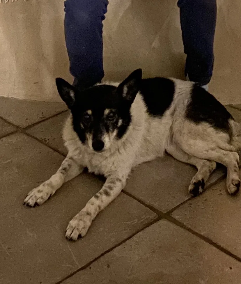 Lost dog in Rancho Cucamonga, CA, 91701