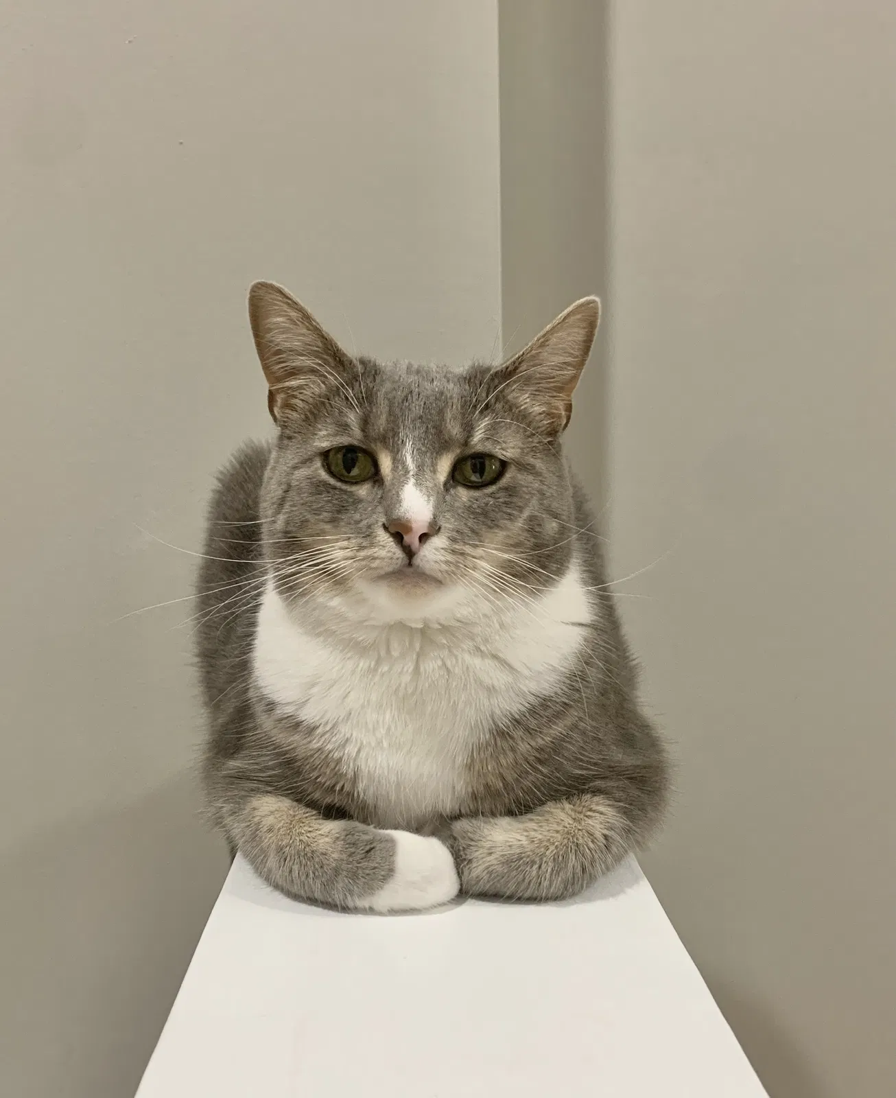 Lost cat in Midlothian, VA, 23113