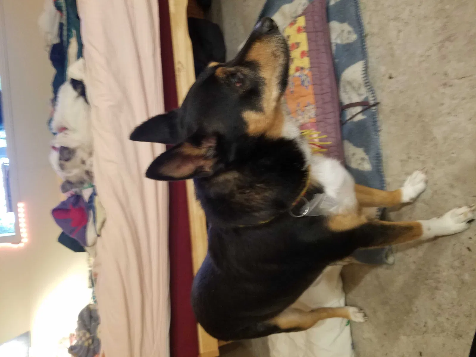Lost dog in Olympia, WA, 98506