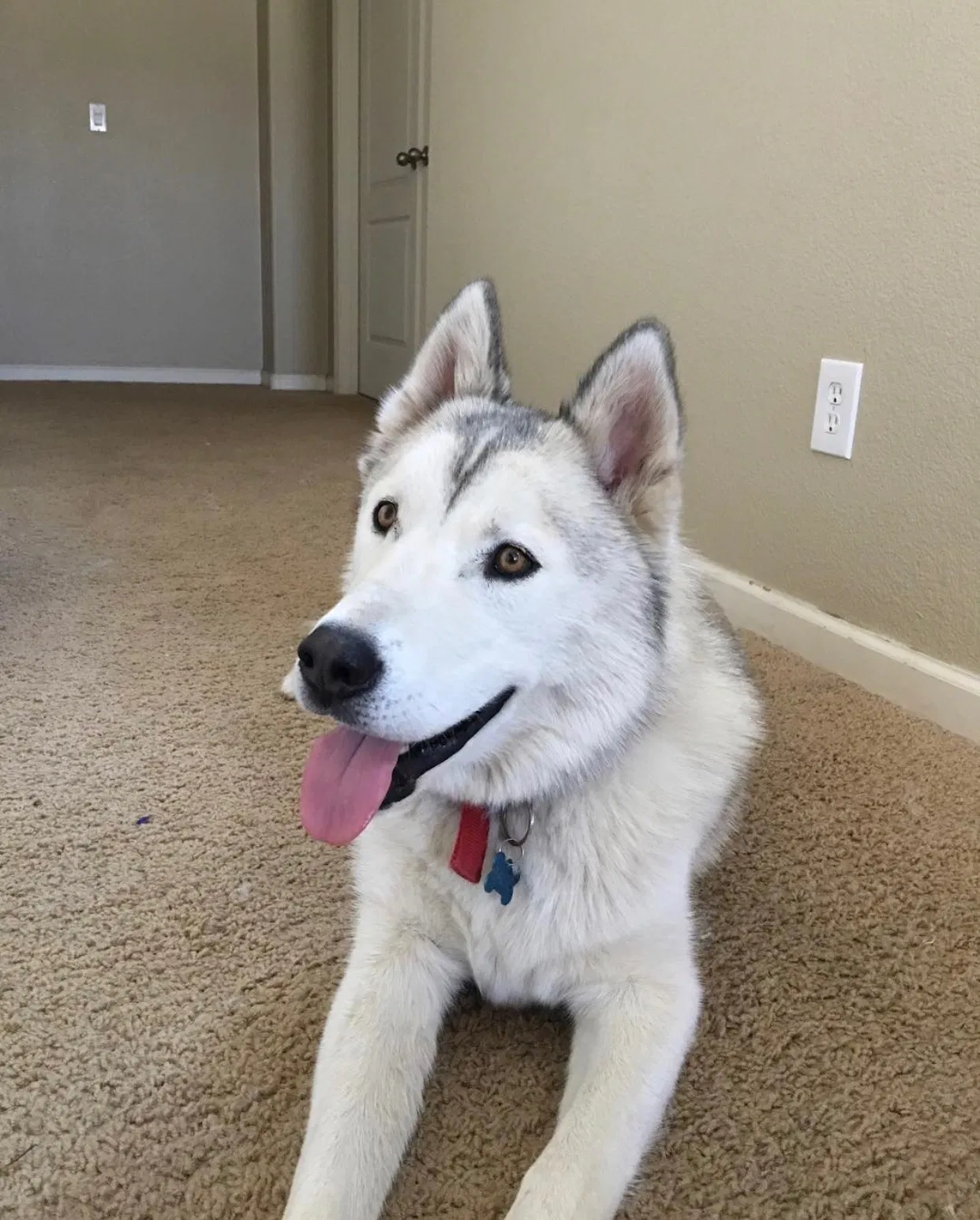 Lost dog in Bothell, WA, 98011