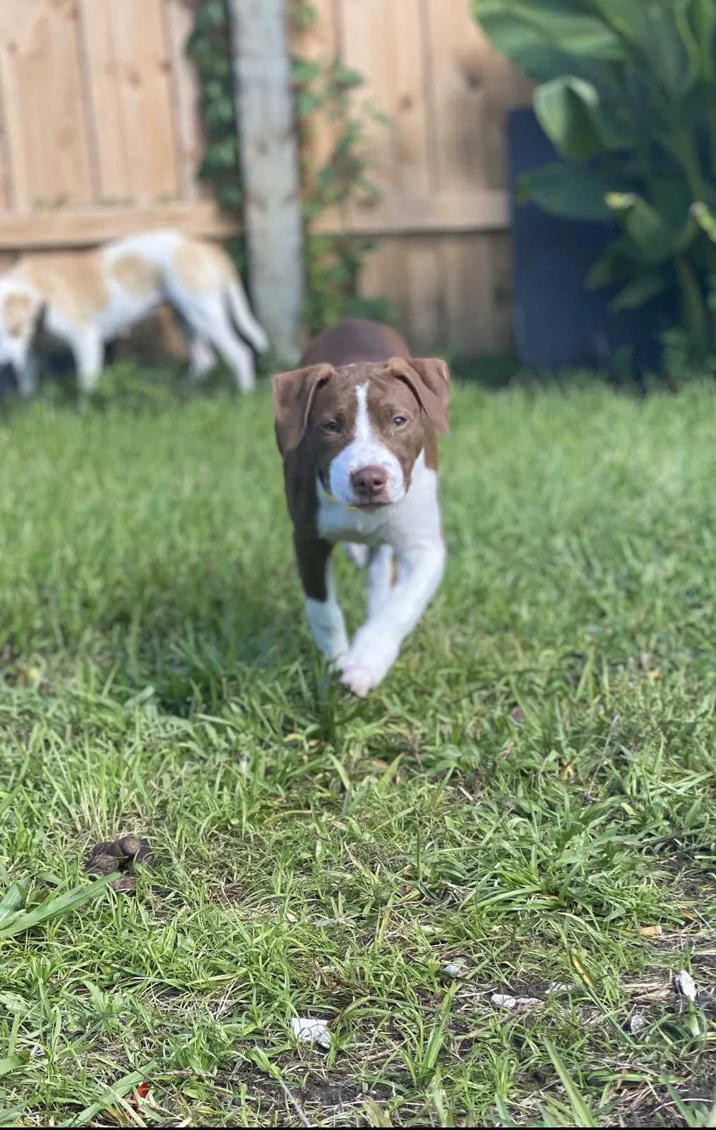 Lost dog in Jacksonville, FL, 32221