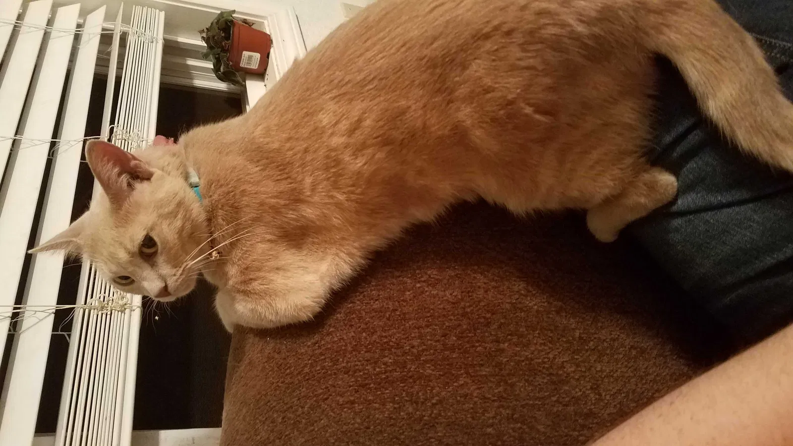 Lost cat in Beebe, AR, 72012