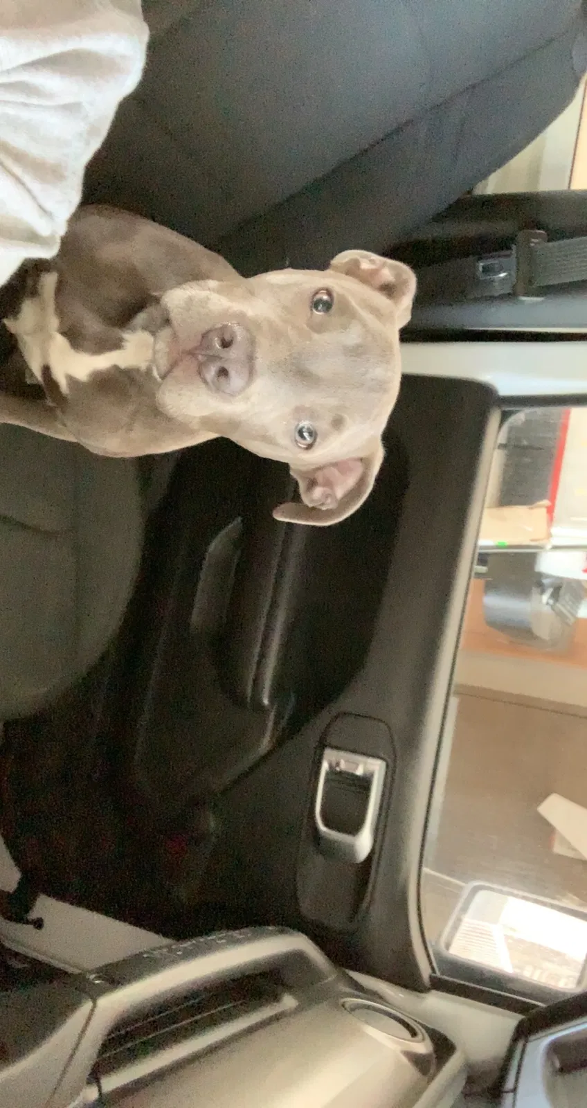 Lost dog in Hinesville, GA, 31313