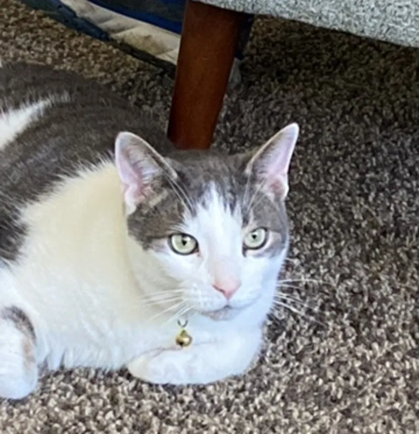 Lost cat in Portland, OR, 97215