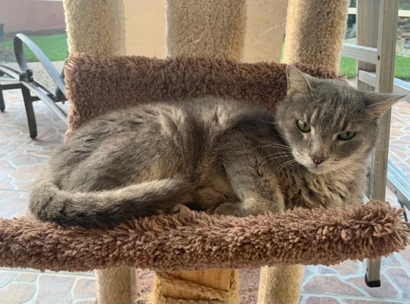 Lost cat in Loxahatchee, FL, 33470