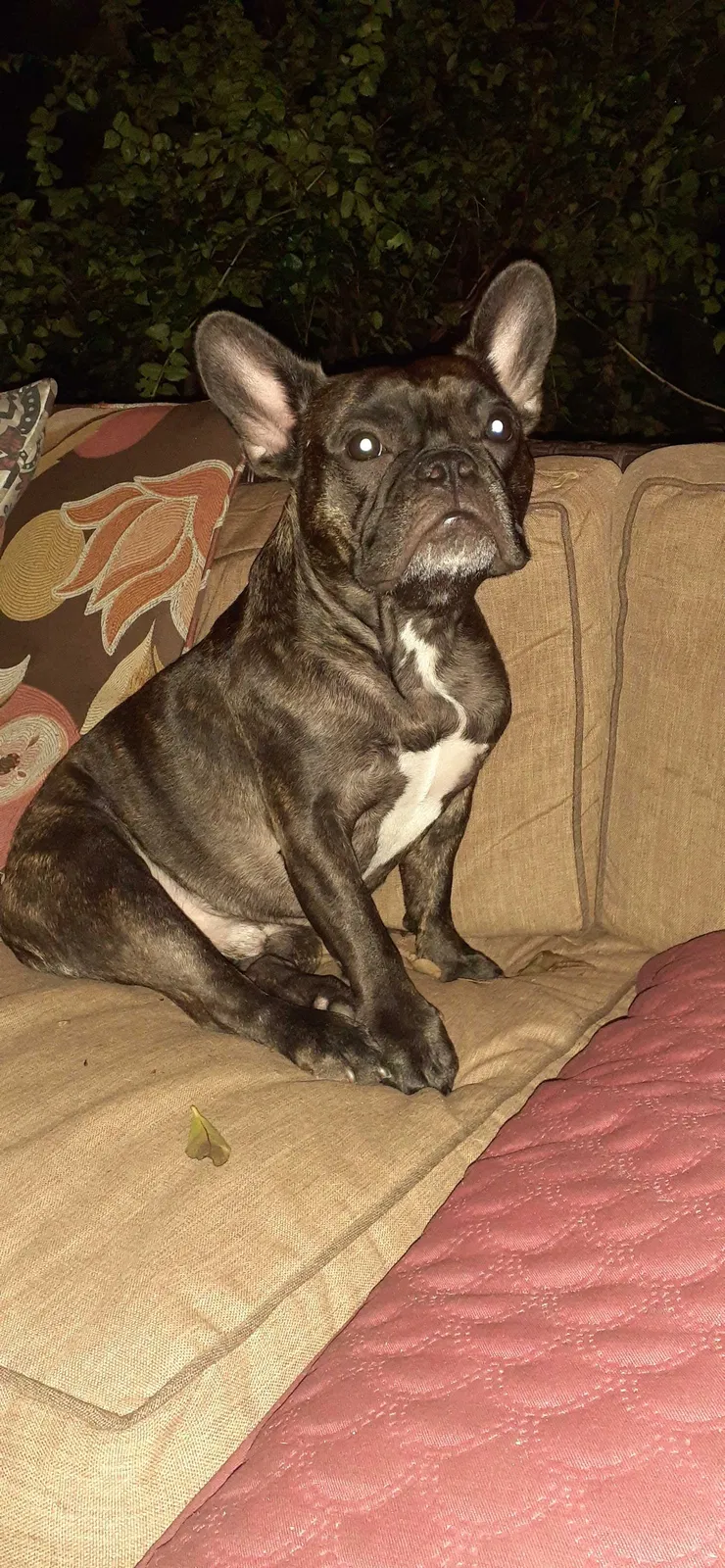 Lost dog in West Palm Beach, FL, 33409