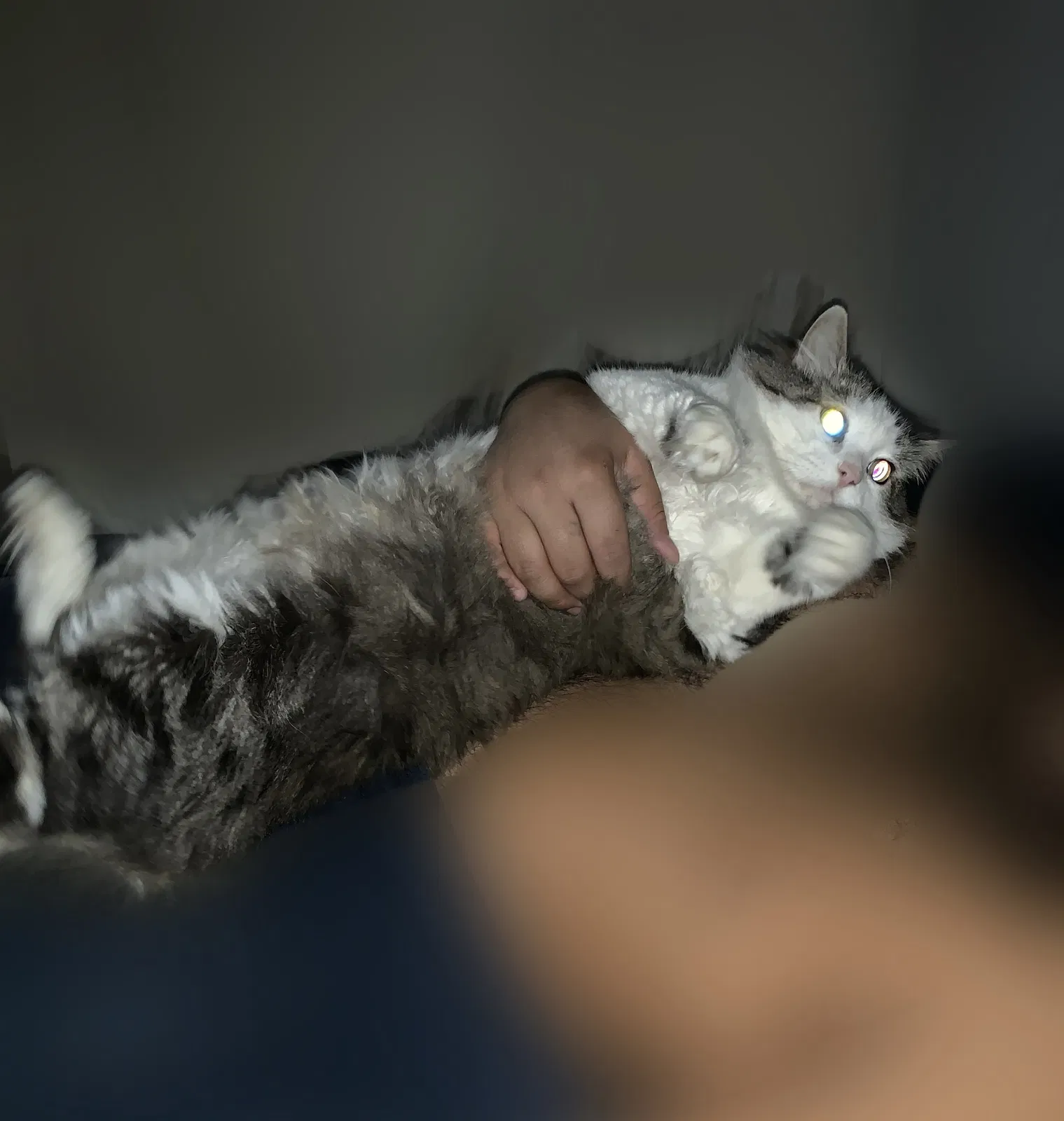 Lost cat in North Las Vegas, NV, 89081