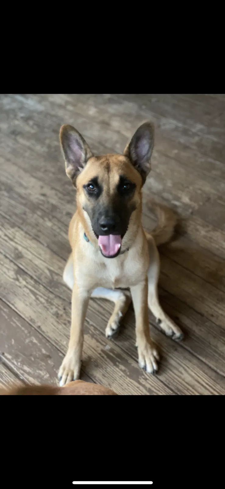 Lost dog in Saraland, AL, 36571