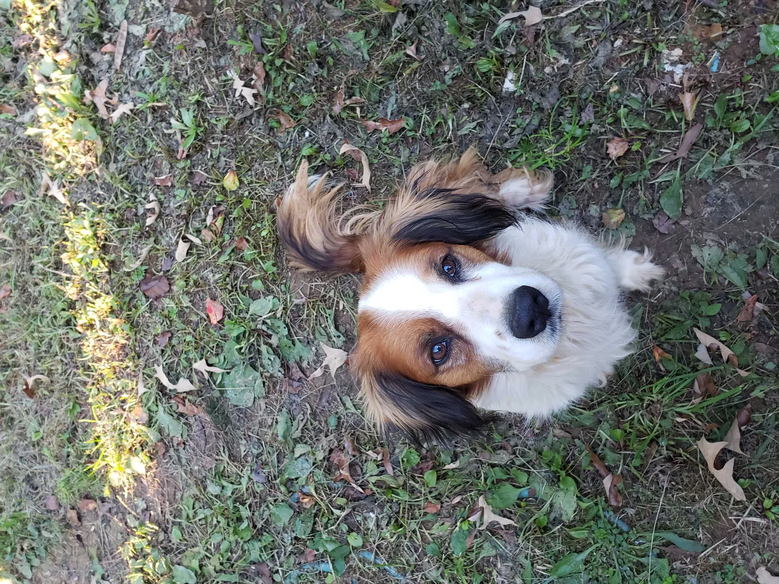 Lost dog in Telford, TN, 37690