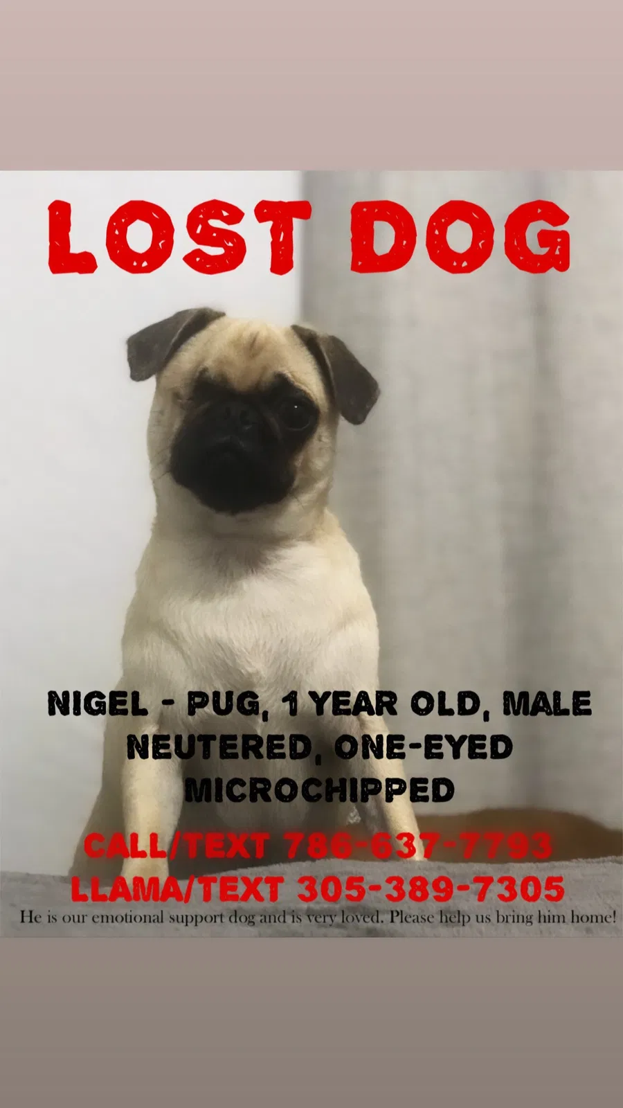 Lost dog in Miami, FL, 33165