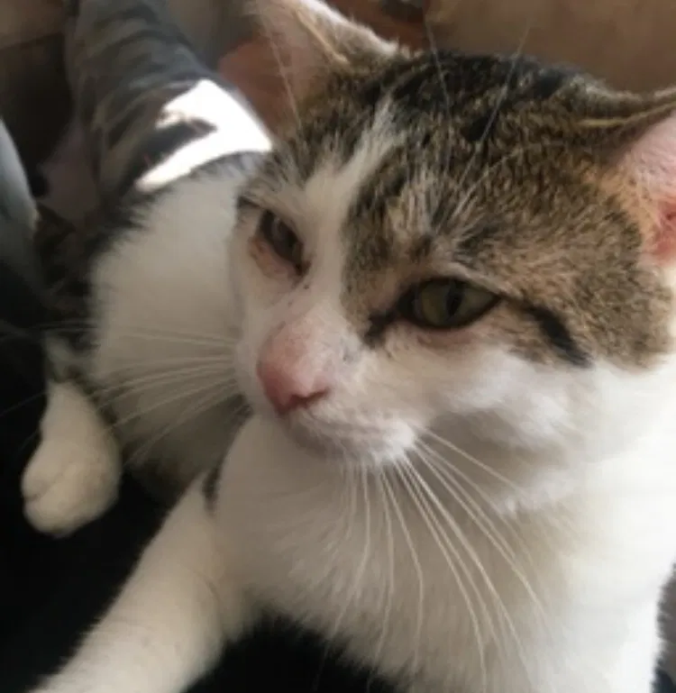 Lost cat in Cincinnati, OH, 45240