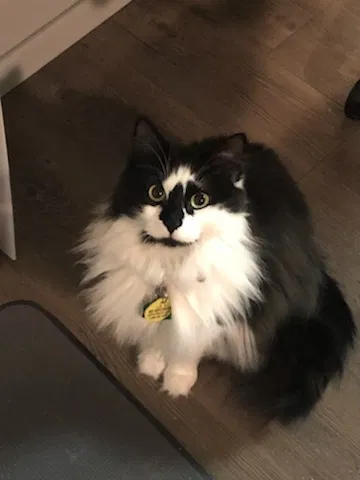 Lost cat in Fort Worth, TX, 76179