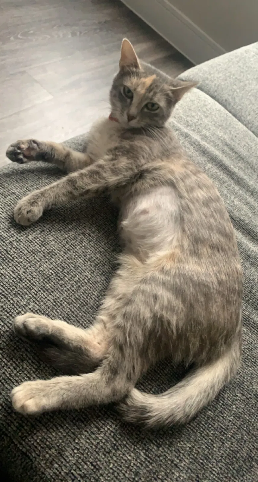 Lost cat in North Richland Hills, TX, 76180