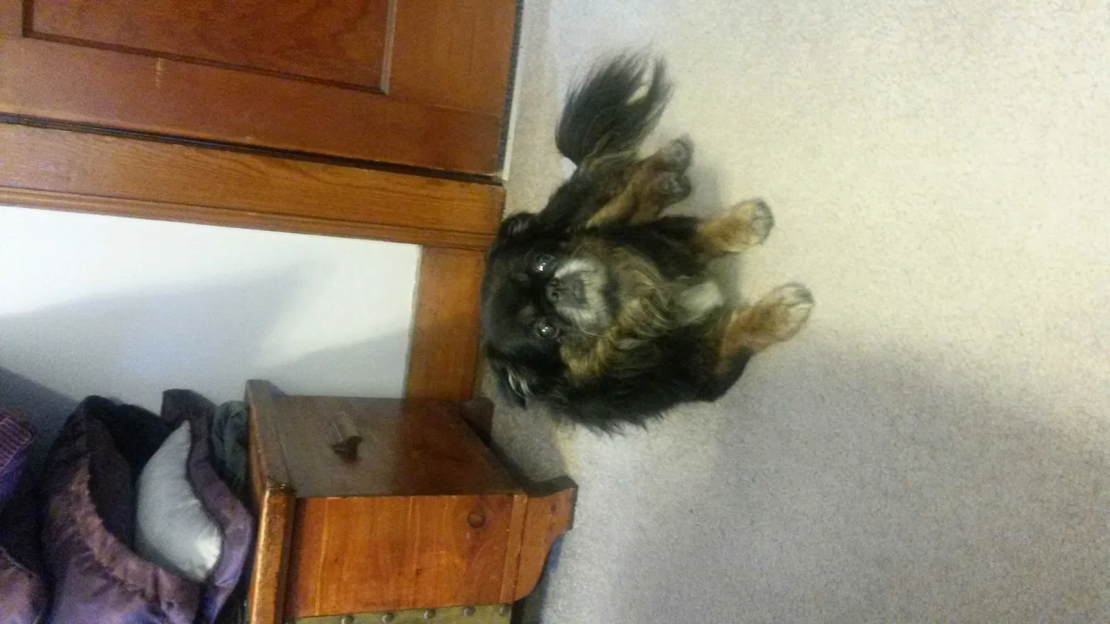 Lost dog in Alexandria, PA, 16611