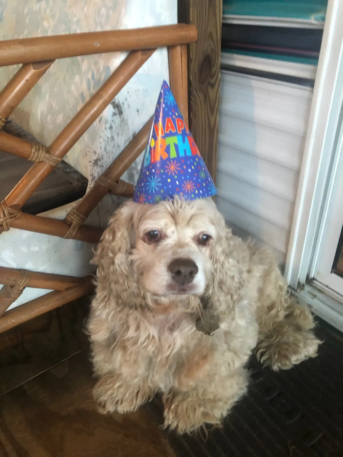 Lost dog in Greenville, SC, 29611