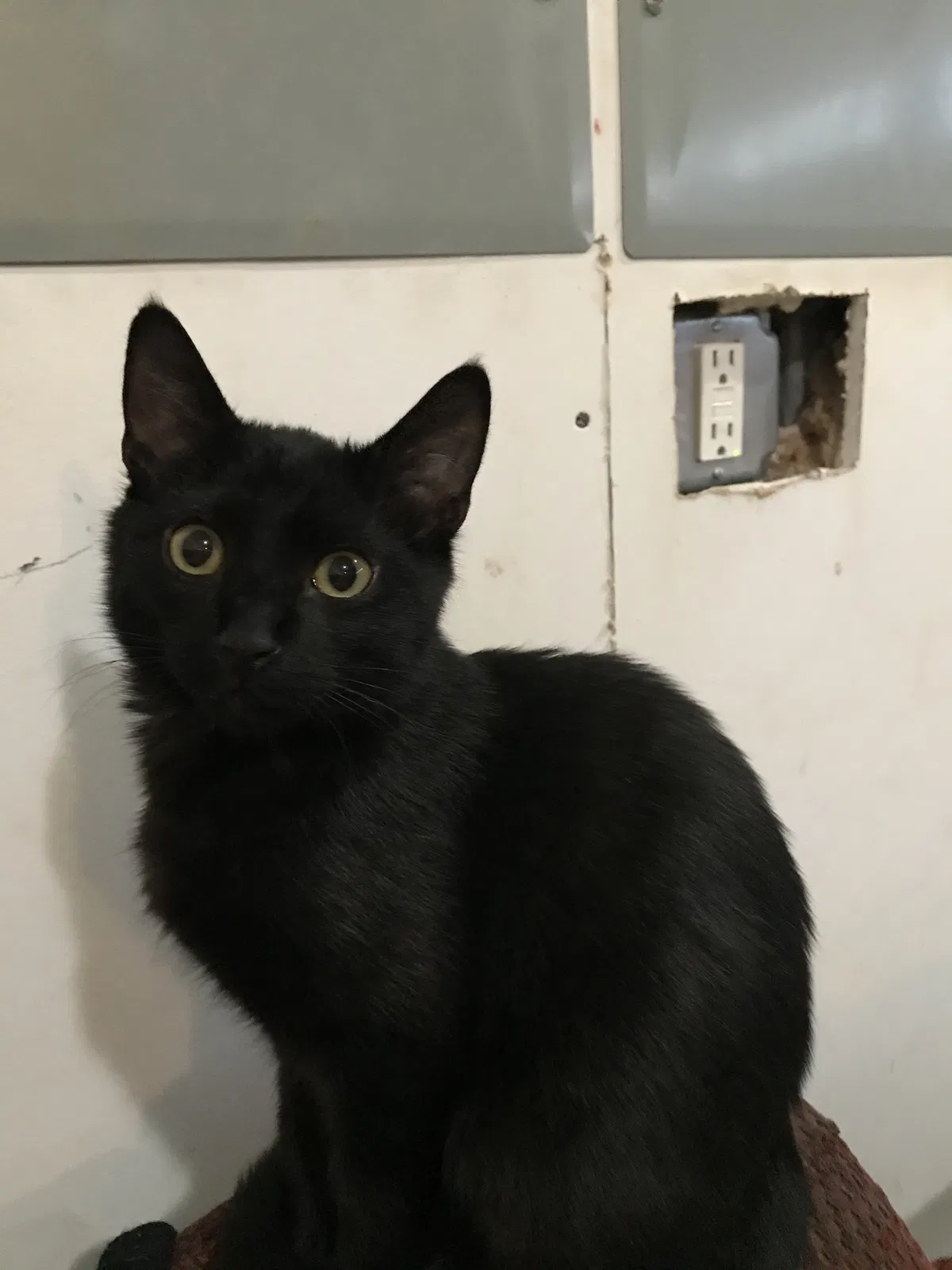 Lost cat in High Ridge, MO, 63049