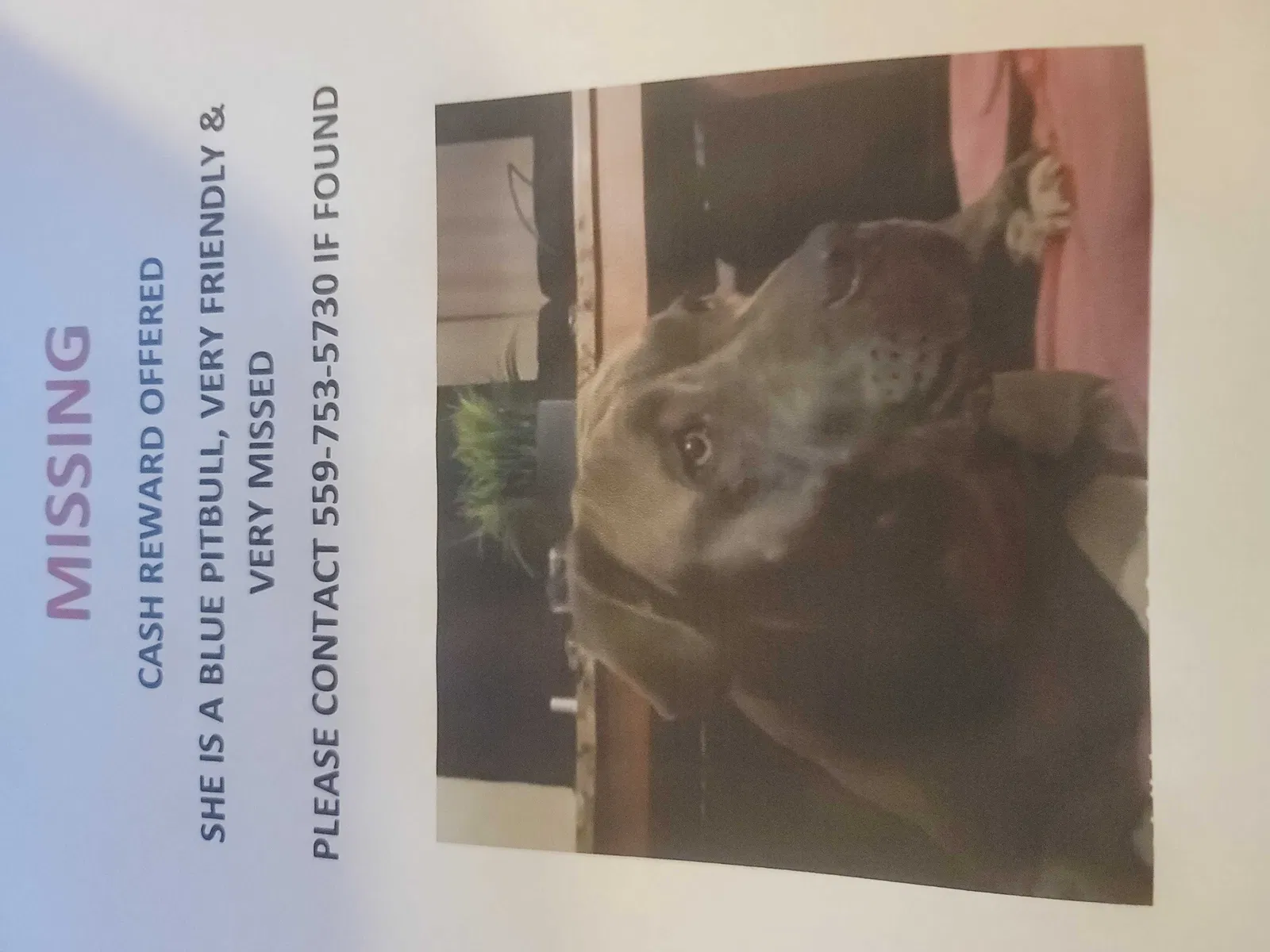 Lost dog in Fresno, CA, 93705
