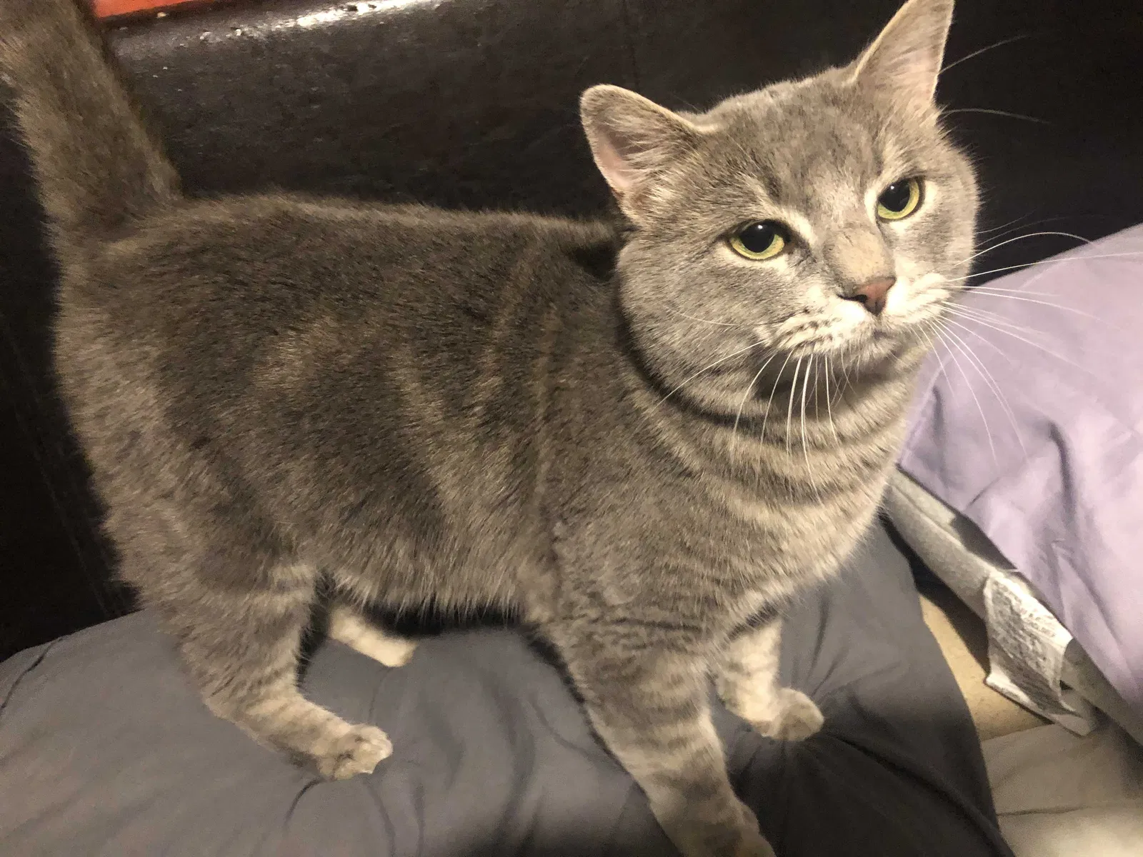 Lost cat in Kingsport, TN, 37660