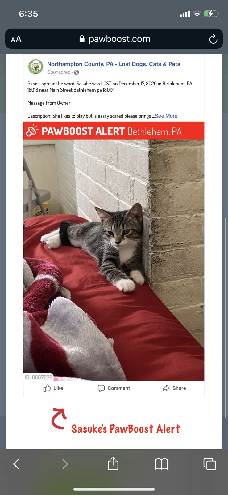 Lost cat in Bethlehem, PA, 18017