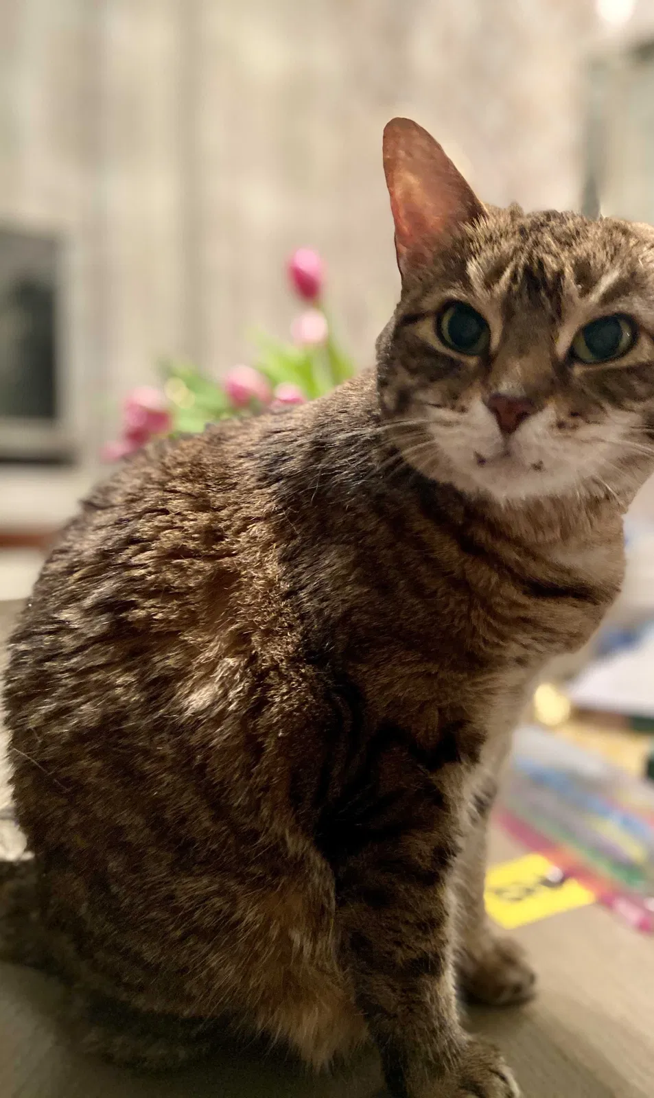 Lost cat in Sag Harbor, NY, 11963