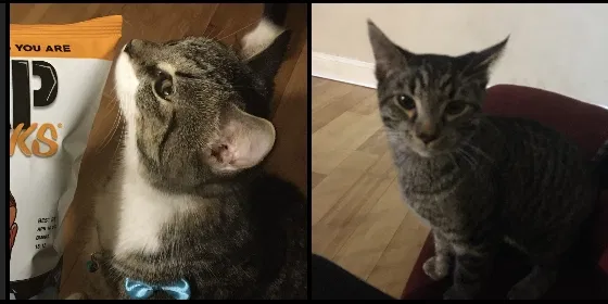 Lost cat in Bethlehem, PA, 18017