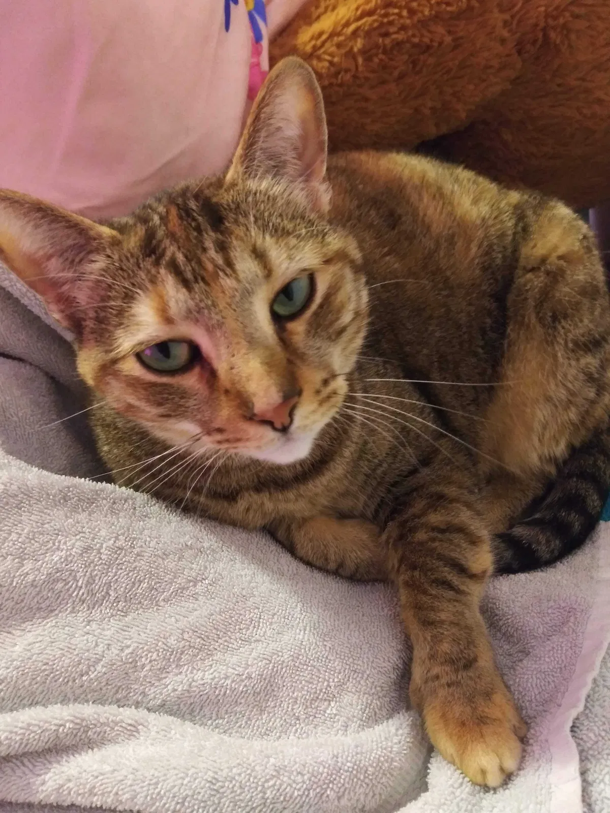 Lost cat in Lakeland, FL, 33803