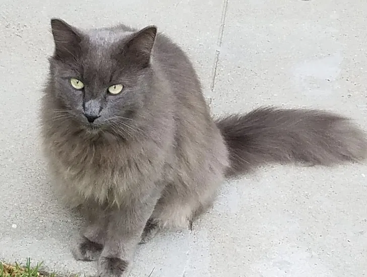 Lost cat in Santa Ana, CA, 92704